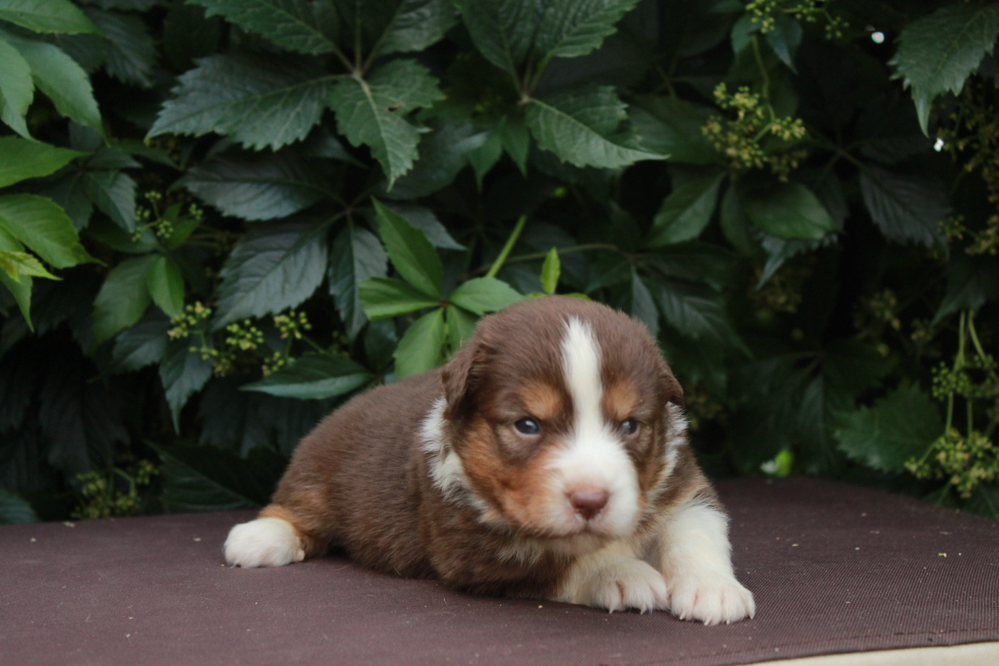Des Montagnes Argentées - Chiots disponibles - Berger Américain Miniature 