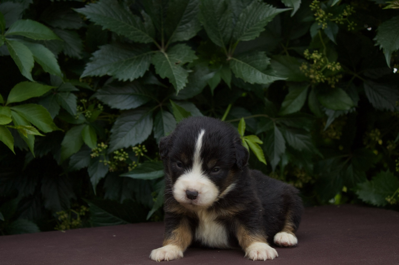 Des Montagnes Argentées - Chiots disponibles - Berger Américain Miniature 