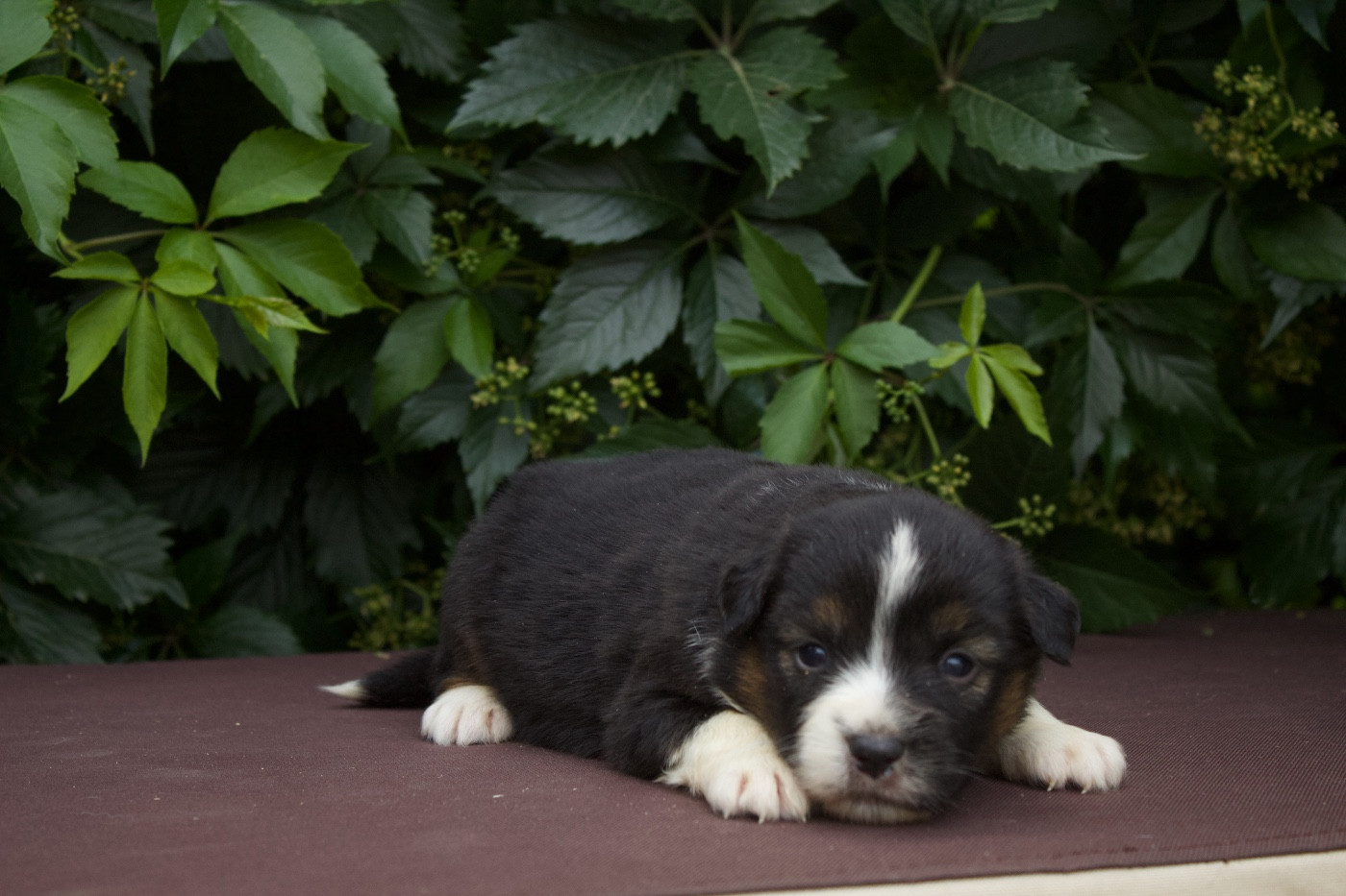 Des Montagnes Argentées - Chiots disponibles - Berger Américain Miniature 