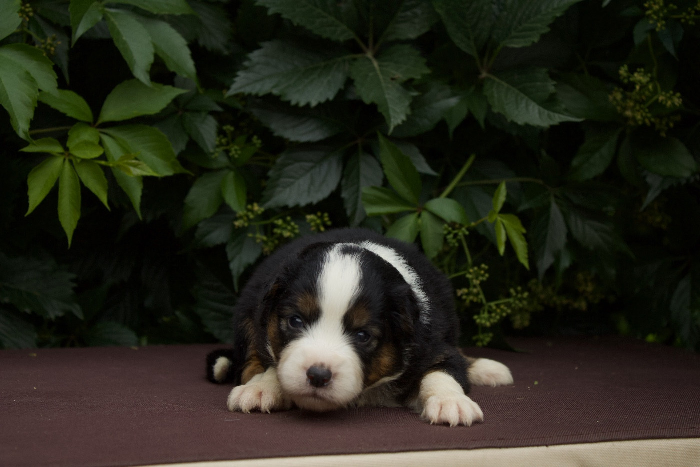 Des Montagnes Argentées - Chiots disponibles - Berger Américain Miniature 
