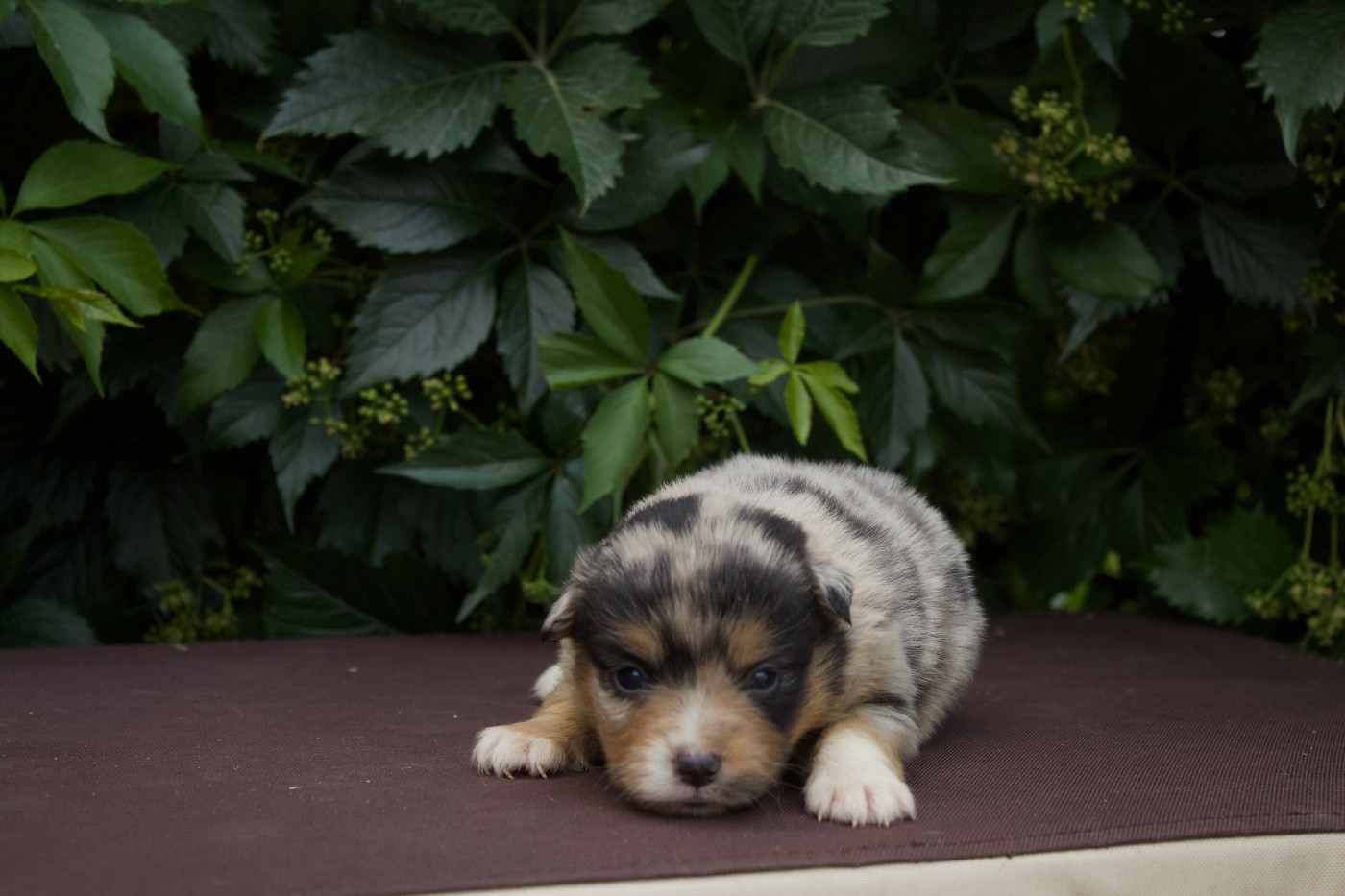 Des Montagnes Argentées - Chiots disponibles - Berger Américain Miniature 