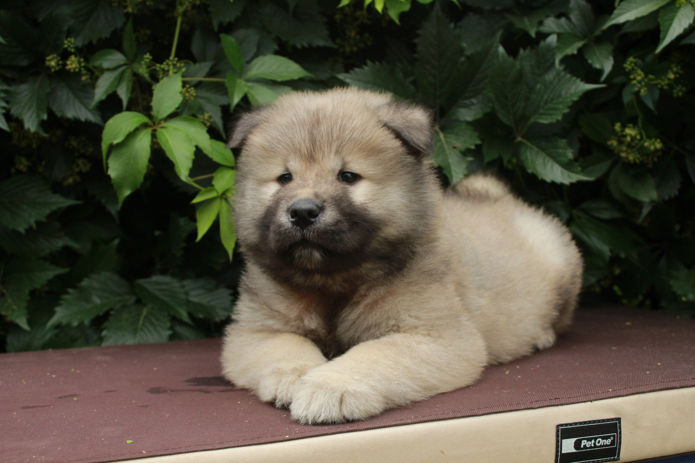Des Montagnes Argentées - Chiots disponibles - Eurasier