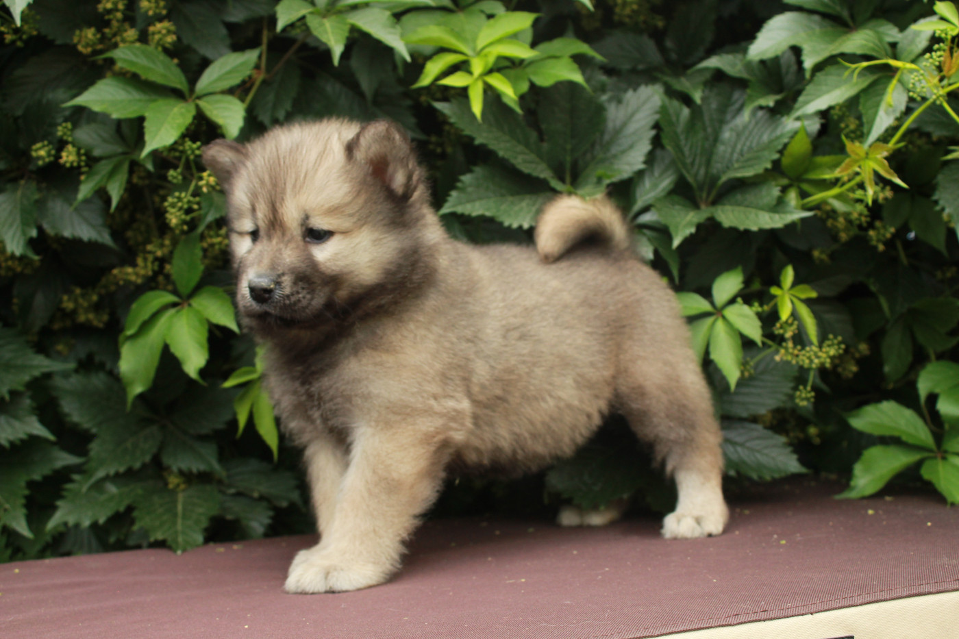 Des Montagnes Argentées - Chiots disponibles - Eurasier