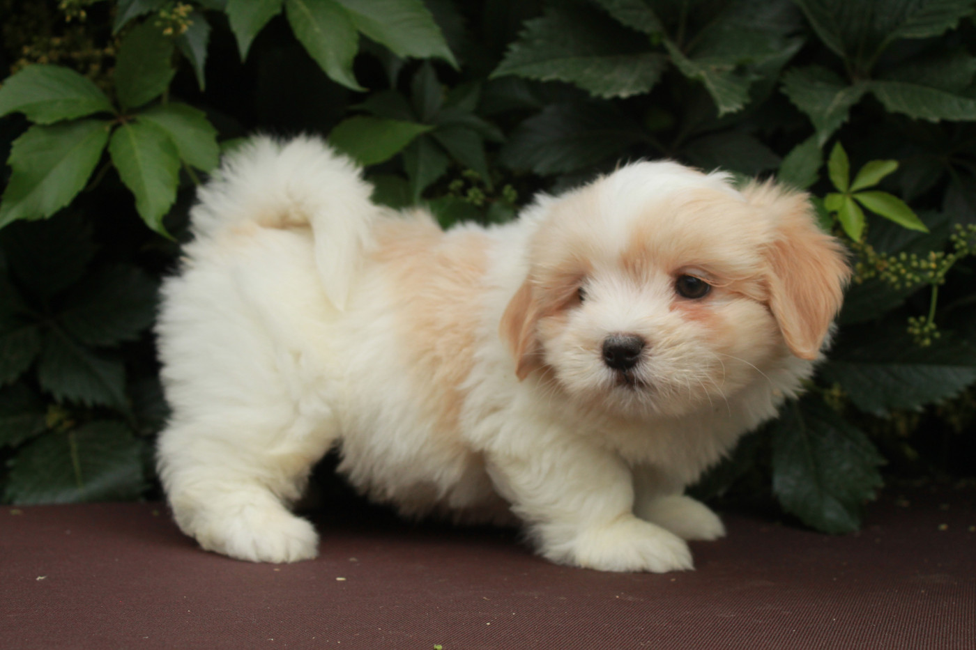 Des Montagnes Argentées - Chiots disponibles - Coton de Tulear