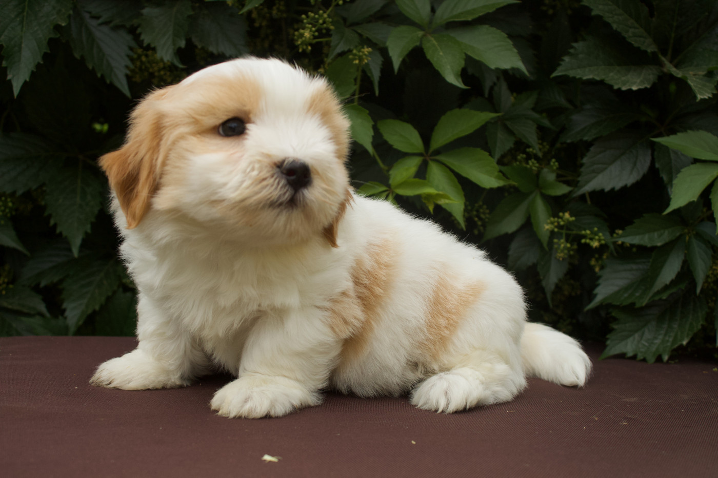 Des Montagnes Argentées - Chiots disponibles - Coton de Tulear
