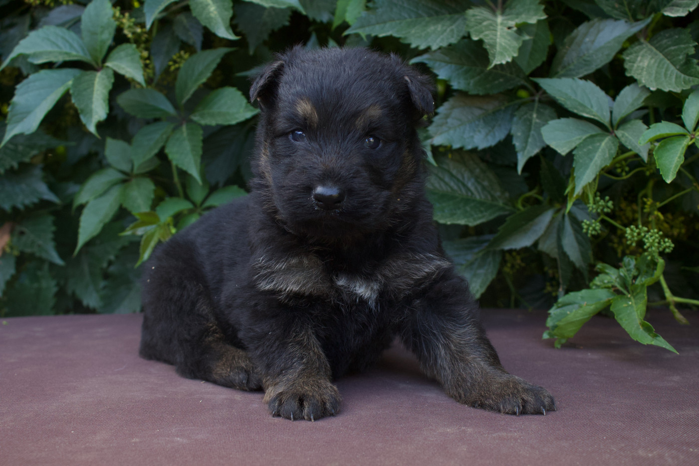Des Montagnes Argentées - Chiots disponibles - Berger de boheme
