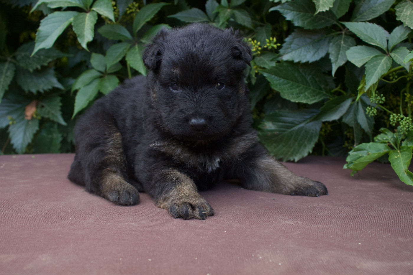 Des Montagnes Argentées - Chiots disponibles - Berger de boheme