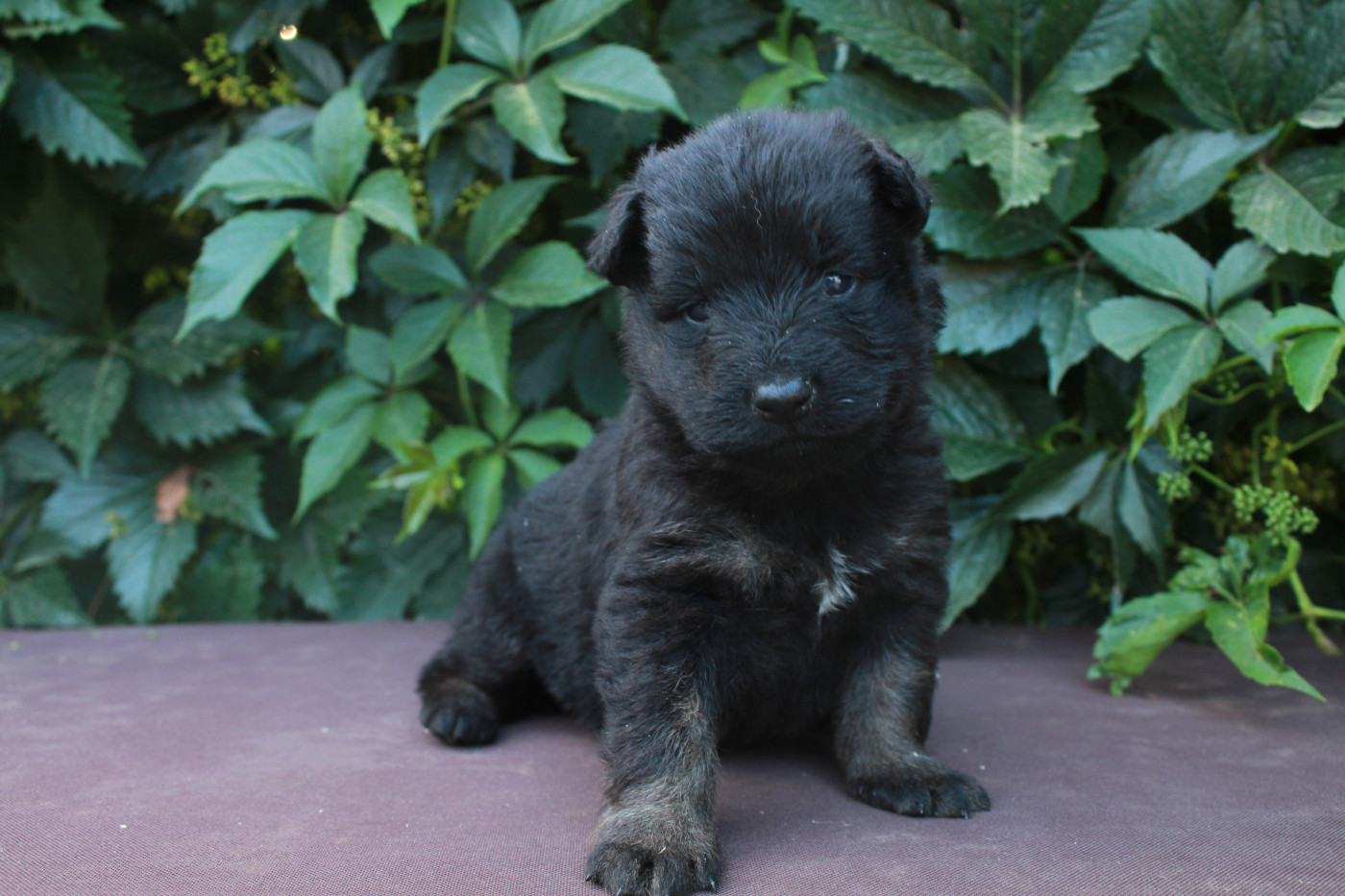 Des Montagnes Argentées - Chiots disponibles - Berger de boheme
