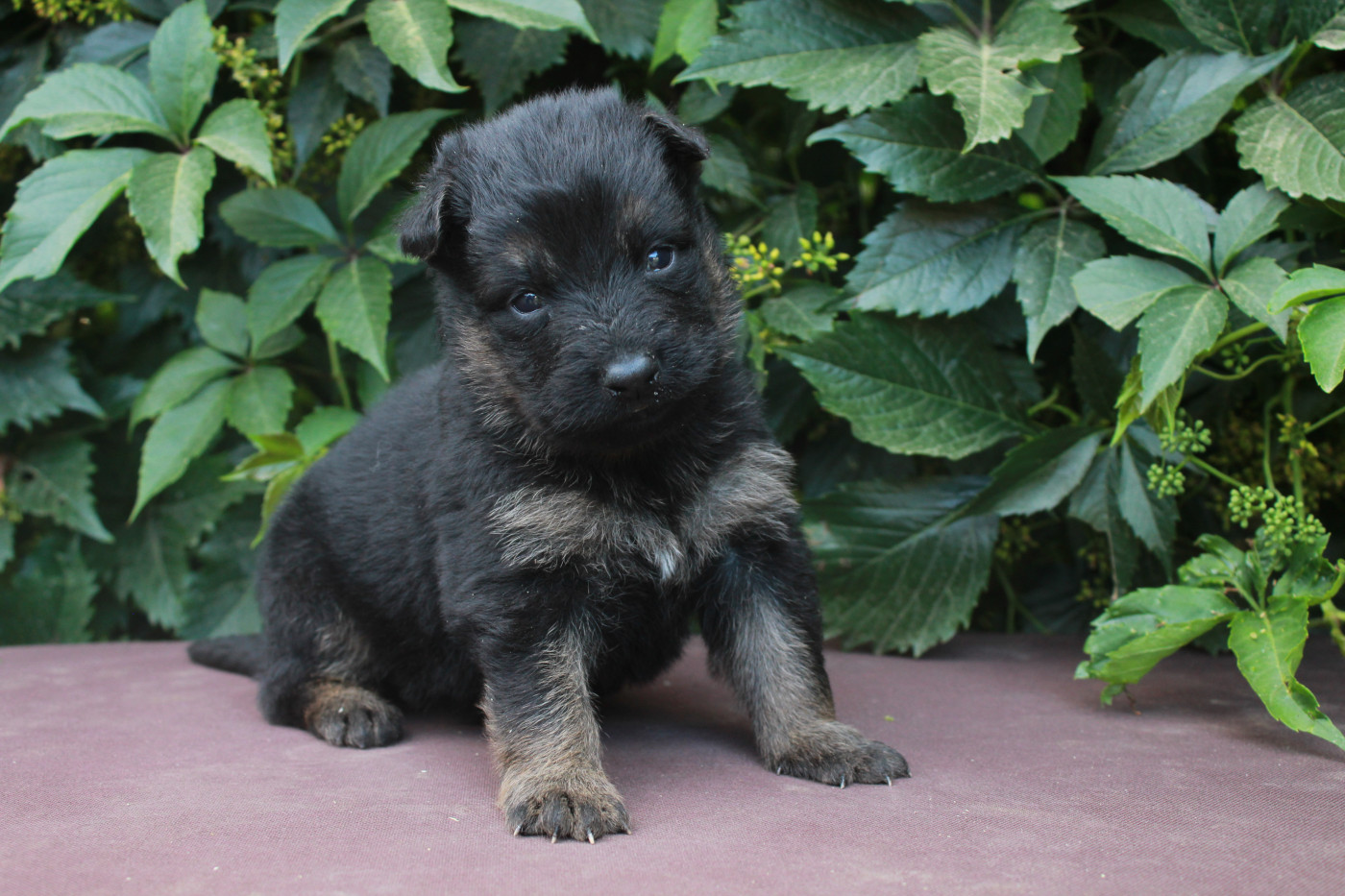 Des Montagnes Argentées - Chiots disponibles - Berger de boheme