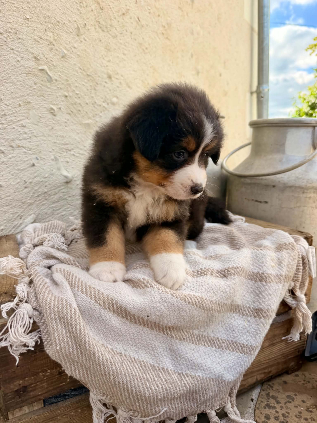 Des Montagnes Argentées - Chiots disponibles - Berger Américain Miniature 