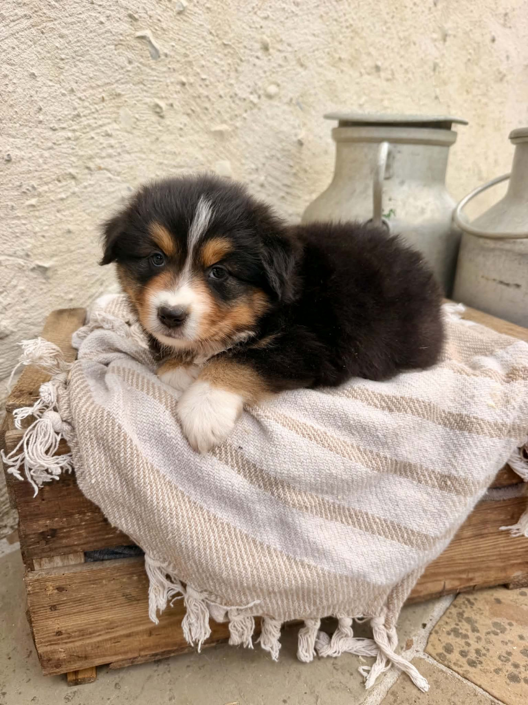 Des Montagnes Argentées - Chiots disponibles - Berger Américain Miniature 