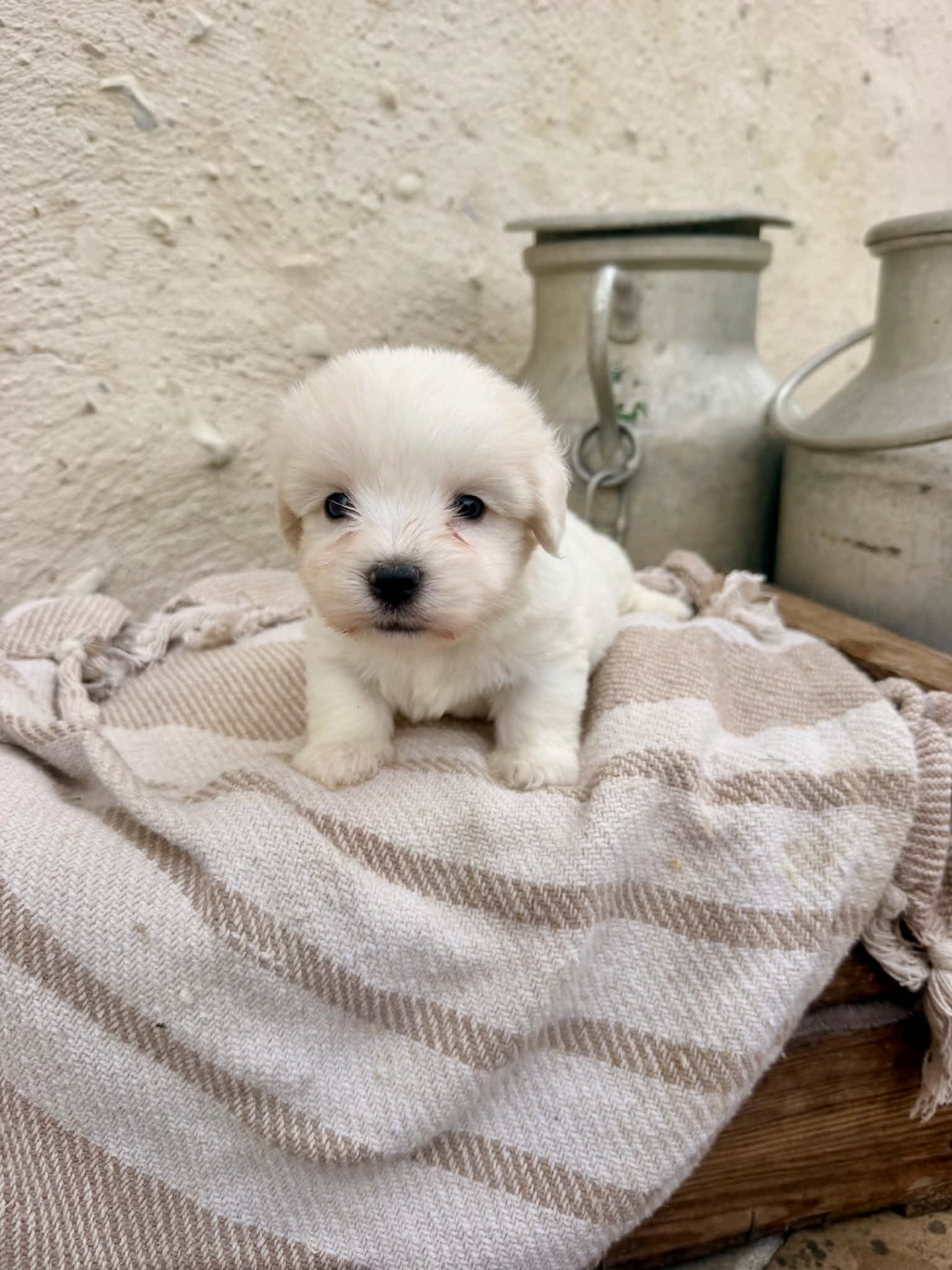 Des Montagnes Argentées - Chiots disponibles - Coton de Tulear