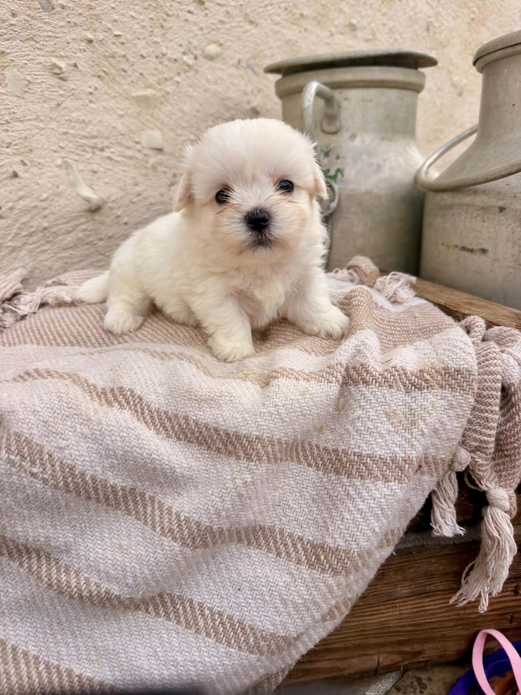 Des Montagnes Argentées - Chiots disponibles - Coton de Tulear