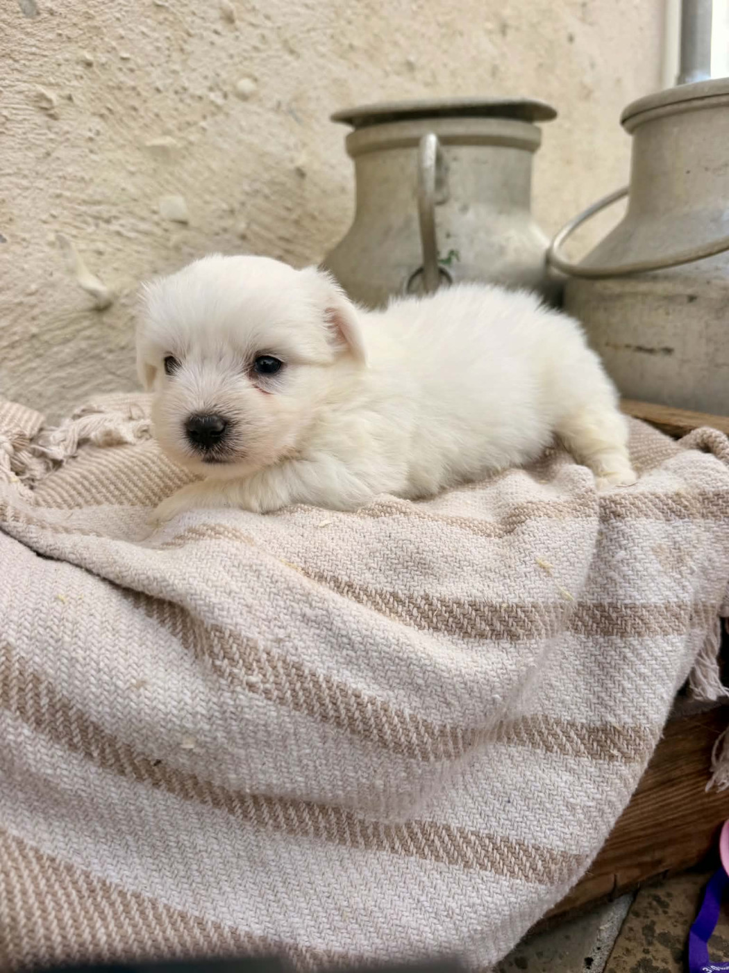 Des Montagnes Argentées - Chiots disponibles - Coton de Tulear