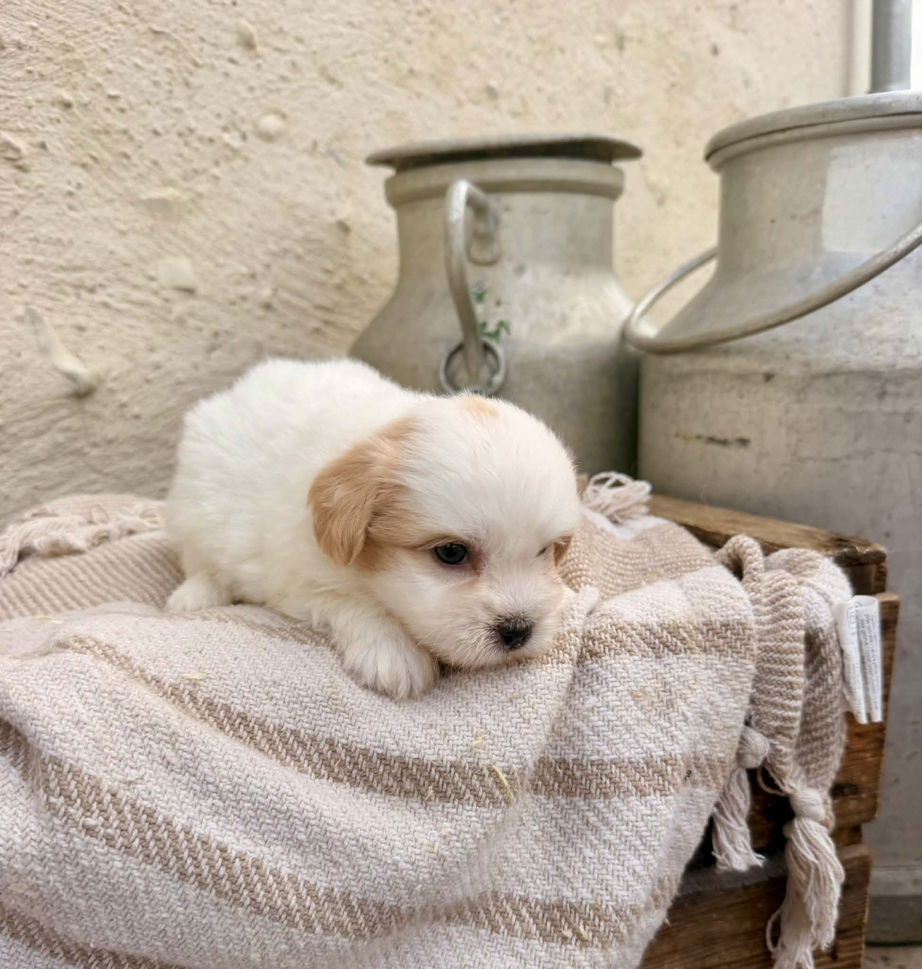 Des Montagnes Argentées - Chiots disponibles - Coton de Tulear