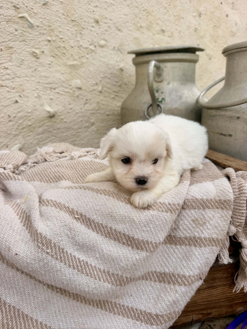Des Montagnes Argentées - Chiots disponibles - Coton de Tulear