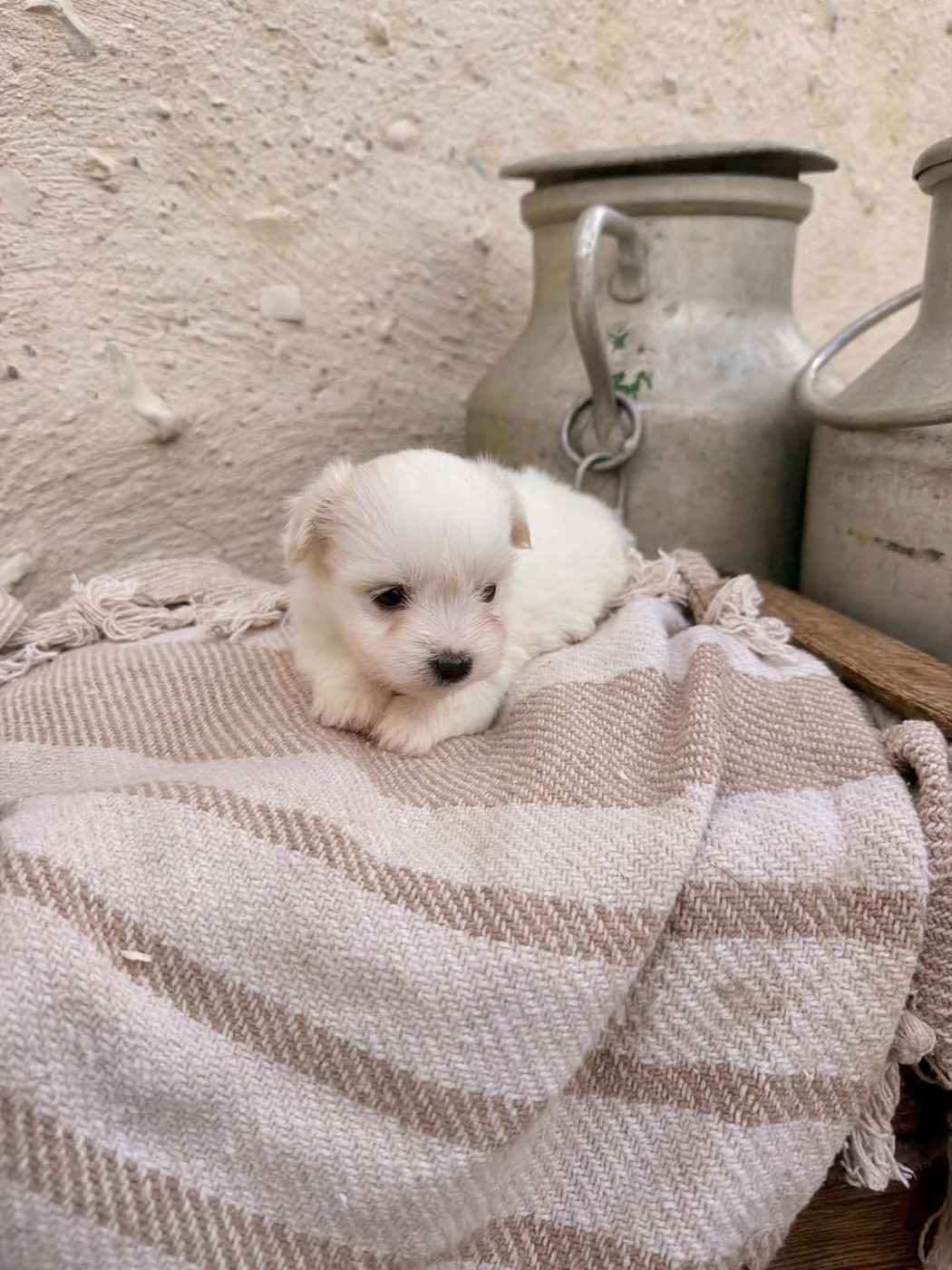 Des Montagnes Argentées - Chiots disponibles - Coton de Tulear