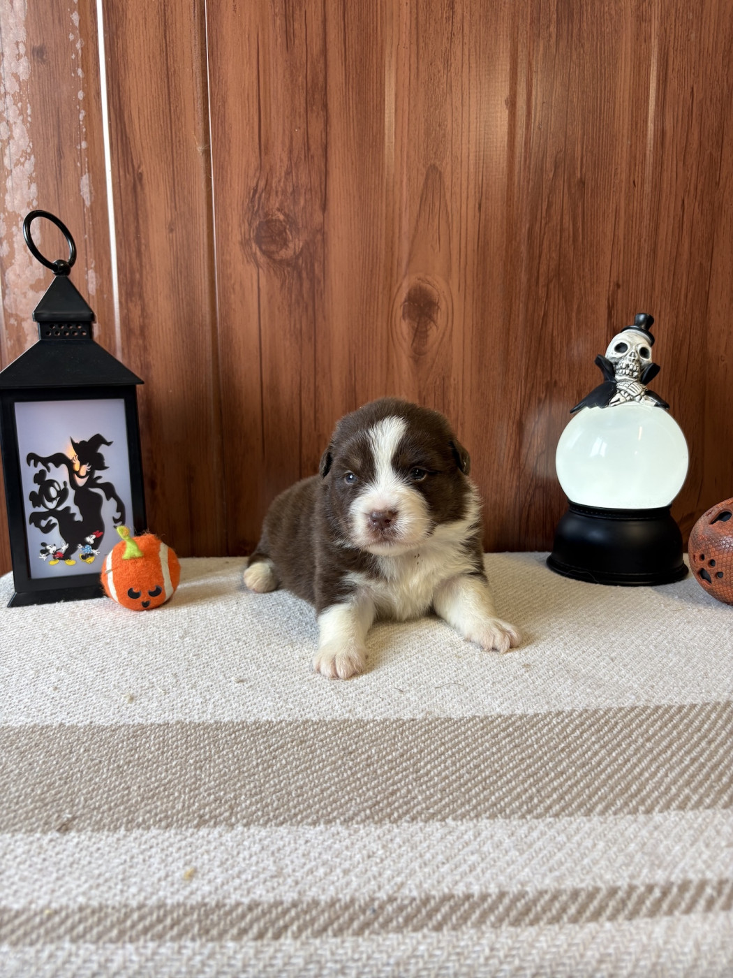 Des Montagnes Argentées - Chiots disponibles - Berger Américain Miniature 