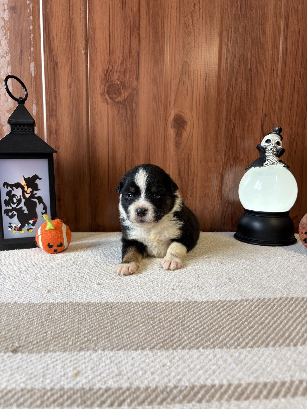 Des Montagnes Argentées - Chiots disponibles - Berger Américain Miniature 