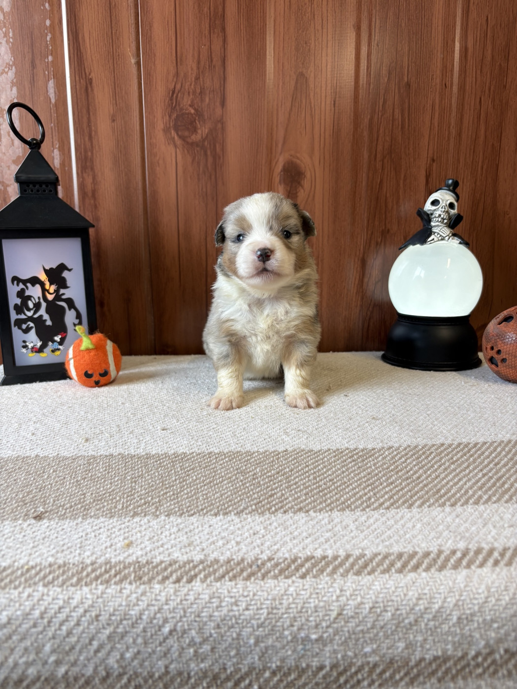 Des Montagnes Argentées - Chiots disponibles - Berger Américain Miniature 