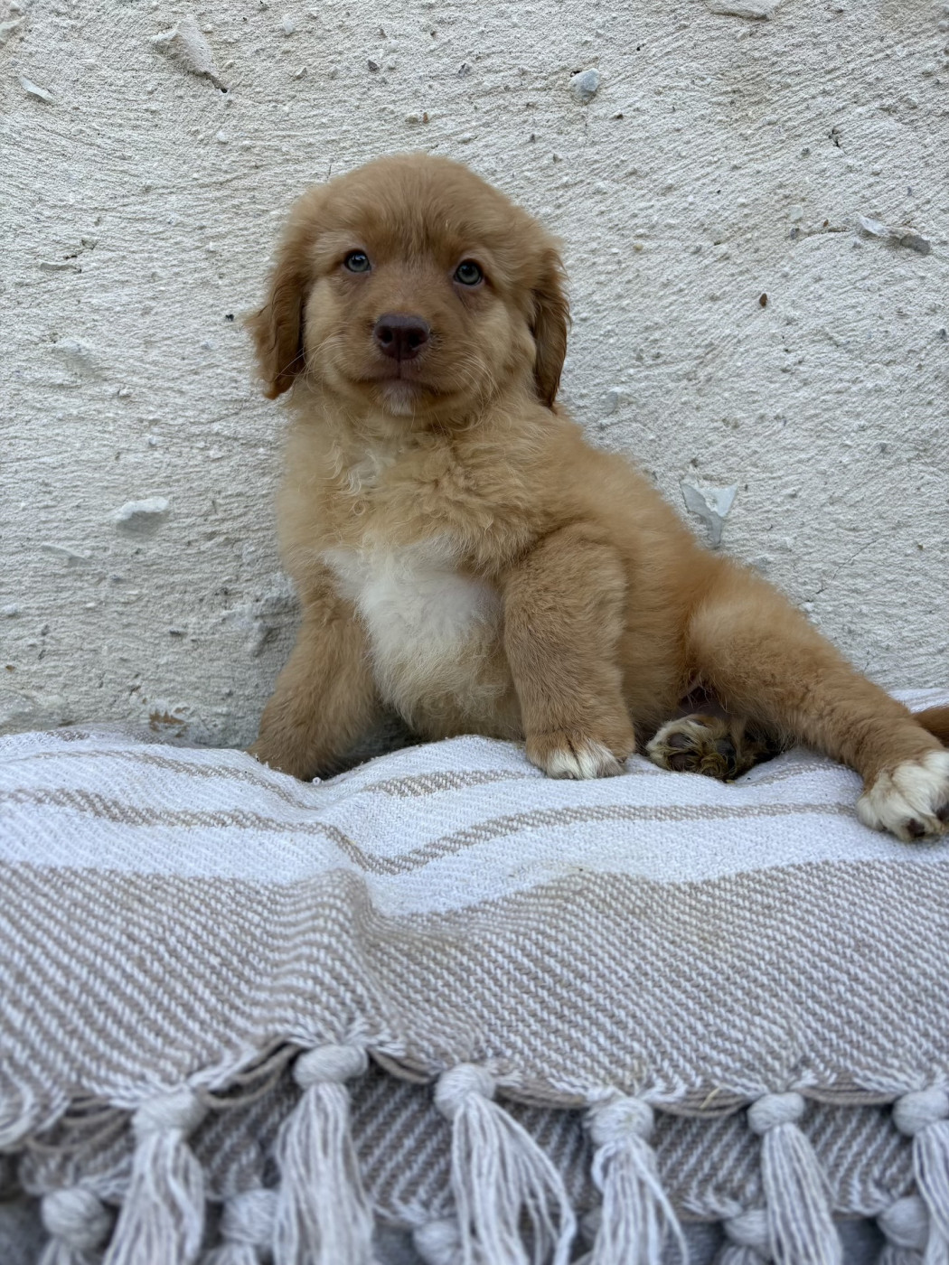 Des Montagnes Argentées - Chiots disponibles - Retriever de la Nouvelle-Ecosse
