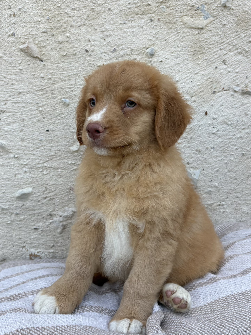 Des Montagnes Argentées - Chiots disponibles - Retriever de la Nouvelle-Ecosse