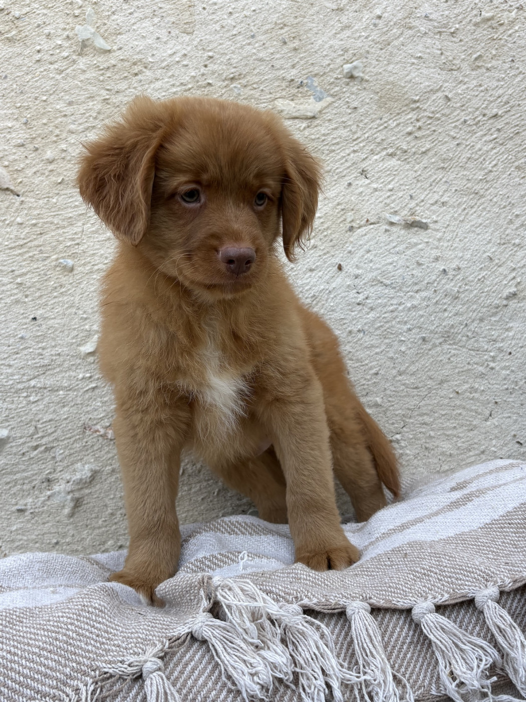 Des Montagnes Argentées - Chiots disponibles - Retriever de la Nouvelle-Ecosse