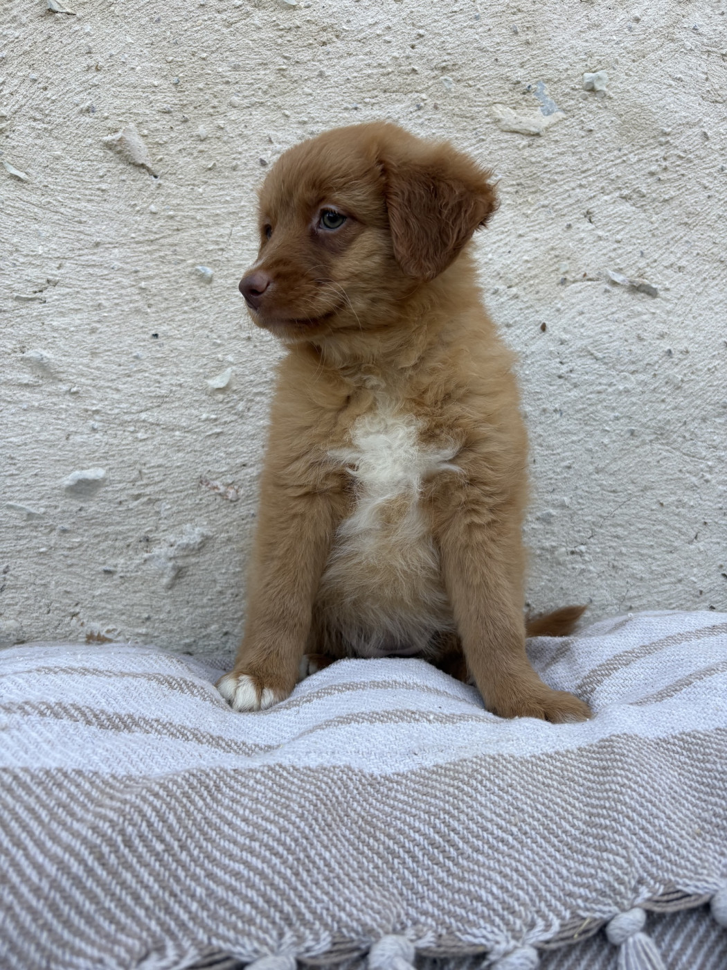 Des Montagnes Argentées - Chiots disponibles - Retriever de la Nouvelle-Ecosse