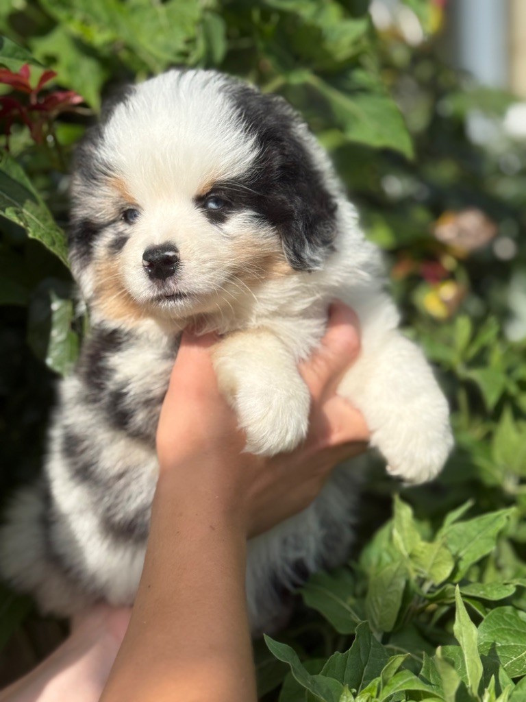Des Montagnes Argentées - Chiots disponibles - Berger Américain Miniature 