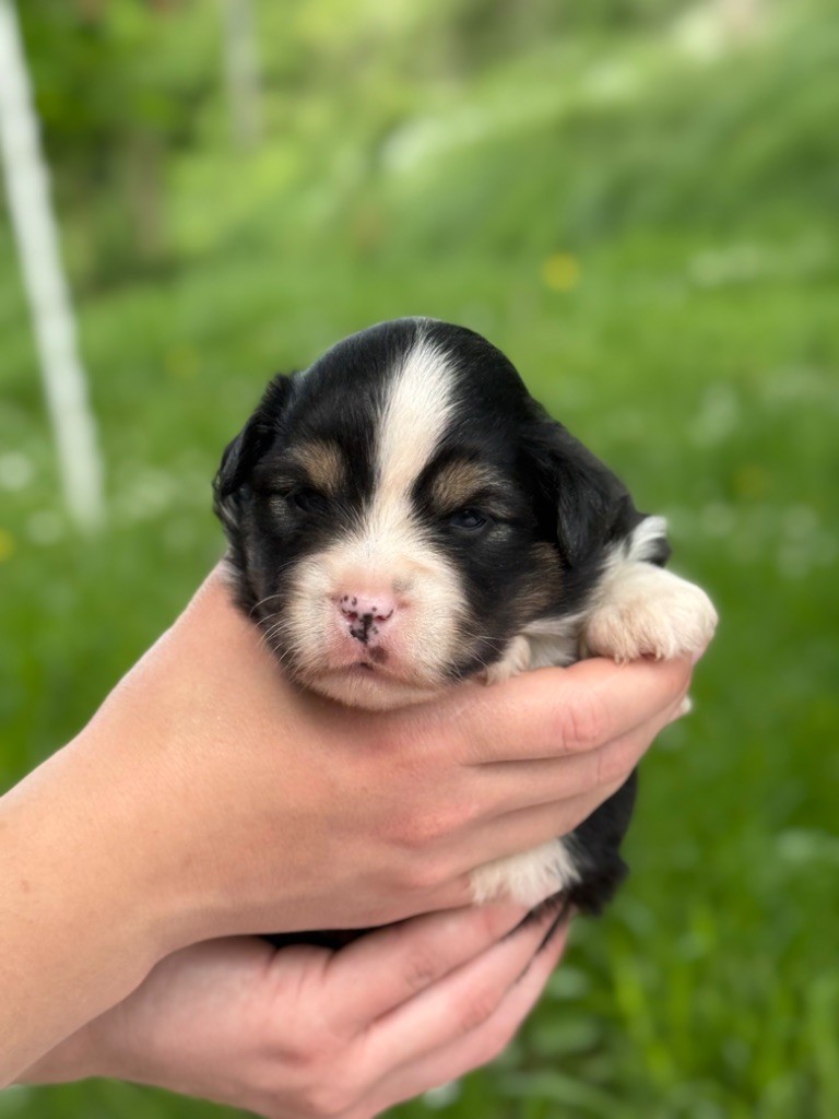 Des Montagnes Argentées - Chiots disponibles - Berger Américain Miniature 
