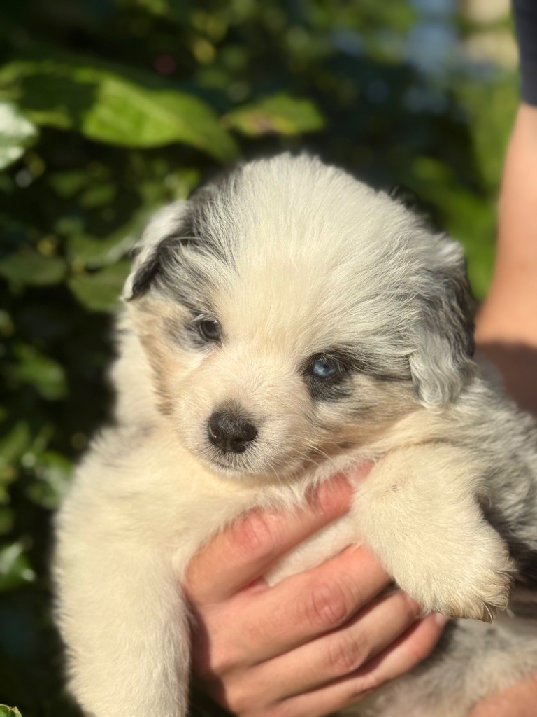 Des Montagnes Argentées - Chiots disponibles - Berger Américain Miniature 