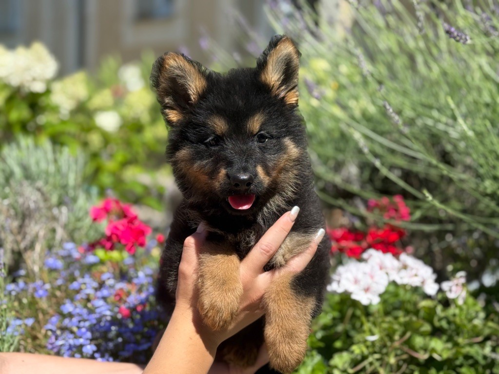 Des Montagnes Argentées - Chiots disponibles - Berger de boheme