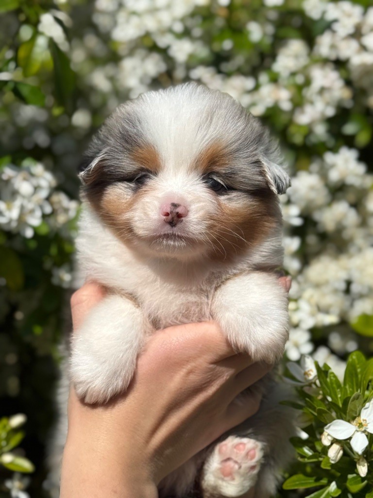 Des Montagnes Argentées - Chiots disponibles - Berger Américain Miniature 