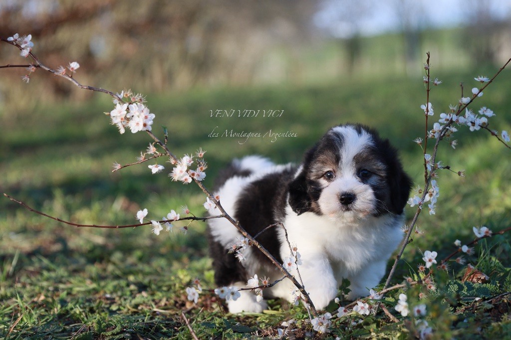 Des Montagnes Argentées - Coton de Tulear - Portée née le 13/01/2024