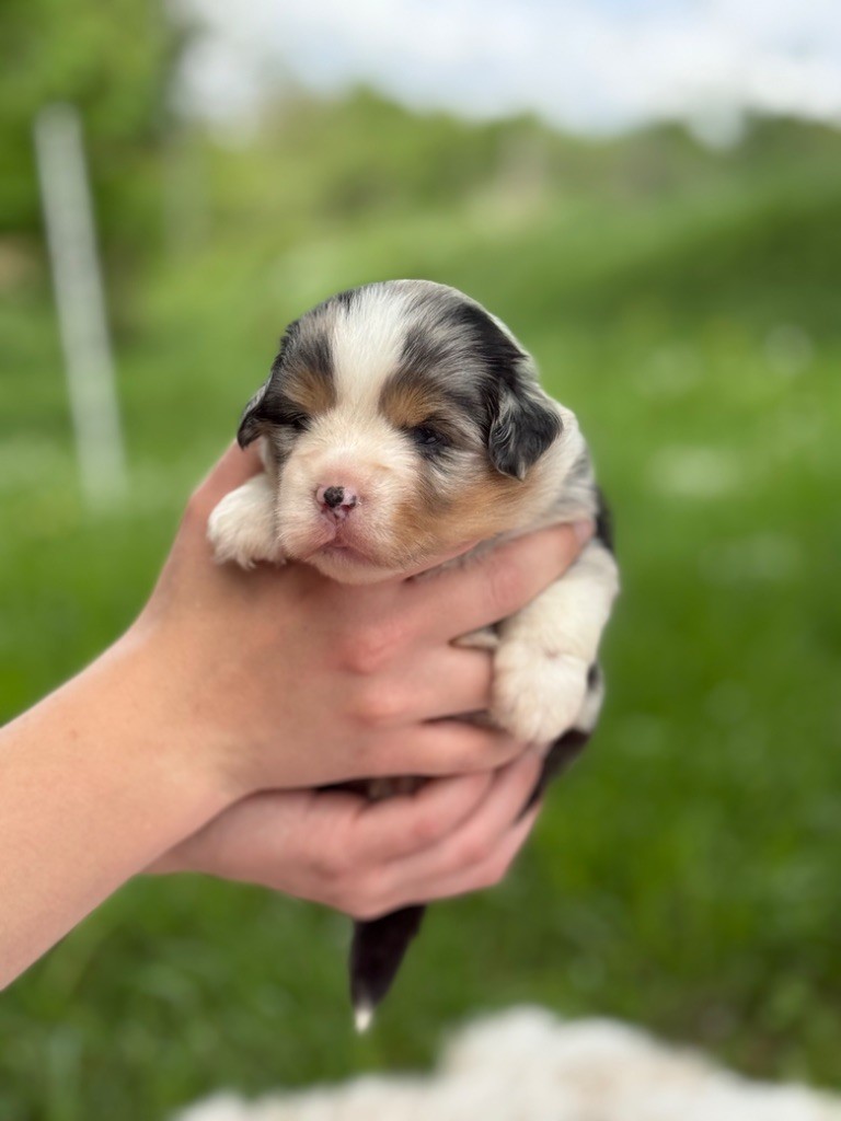Des Montagnes Argentées - Chiots disponibles - Berger Américain Miniature 