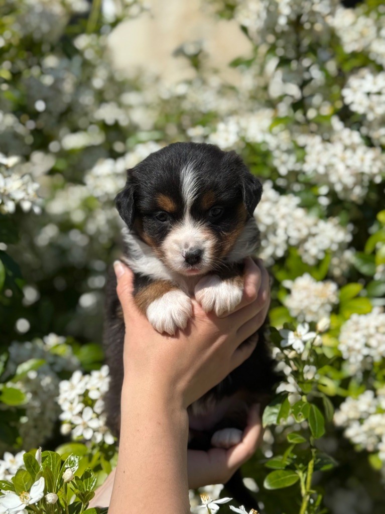 Des Montagnes Argentées - Chiots disponibles - Berger Américain Miniature 