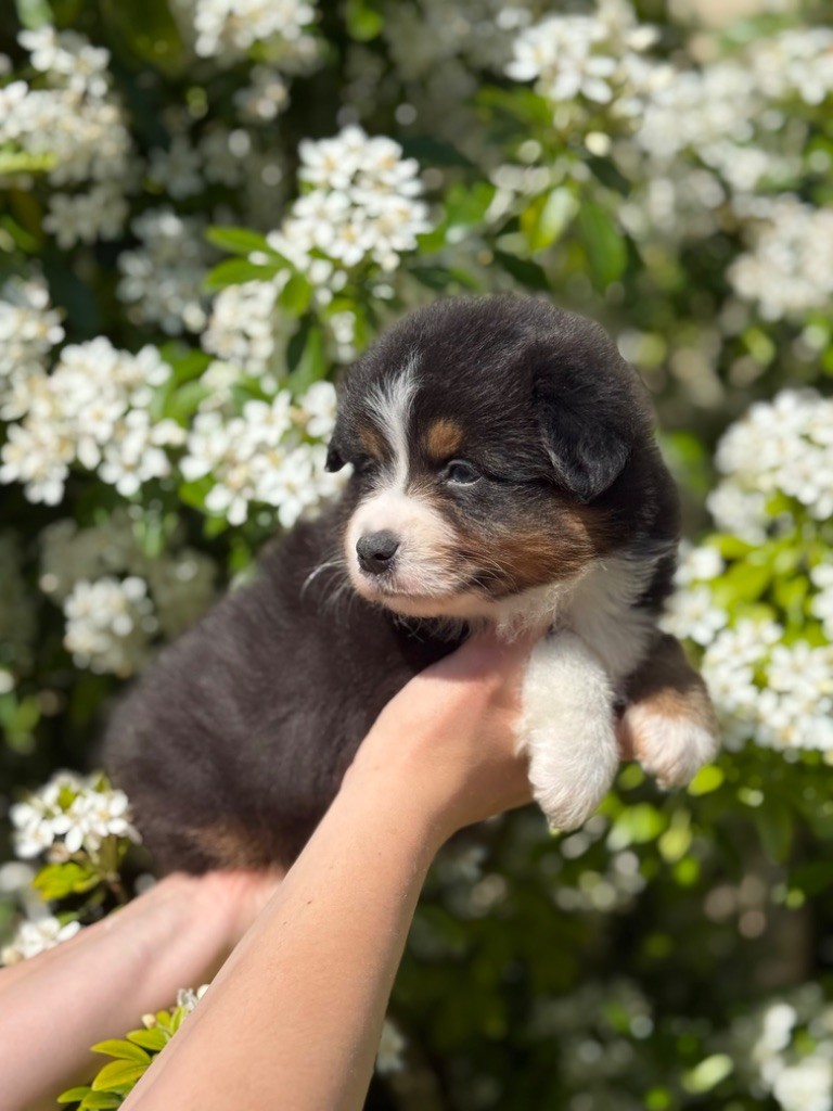 Des Montagnes Argentées - Chiots disponibles - Berger Américain Miniature 