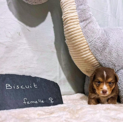 BISCUIT