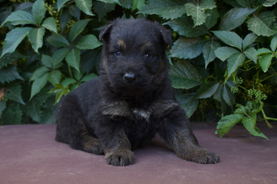 Balto