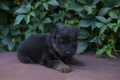 Bélys