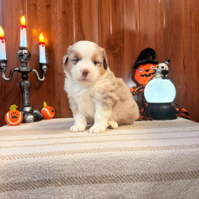 BOSCO