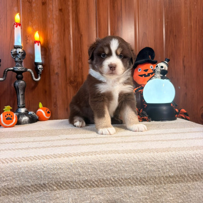 BANJO