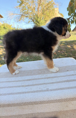 BERLIOZ