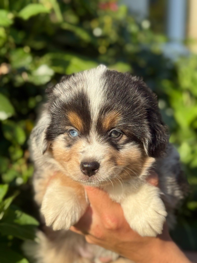 Des Montagnes Argentées - Chiots disponibles - Berger Américain Miniature 