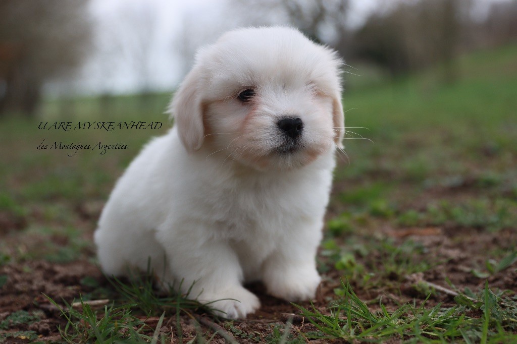 Des Montagnes Argentées - Coton de Tulear - Portée née le 20/12/2023