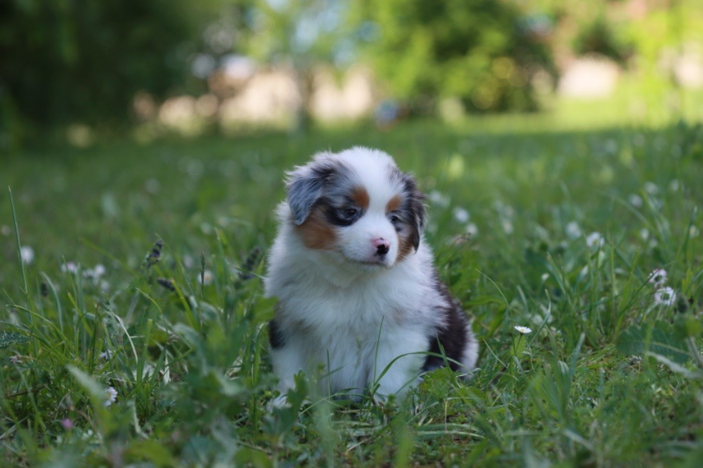 Des Montagnes Argentées - Chiots disponibles - Berger Américain Miniature 